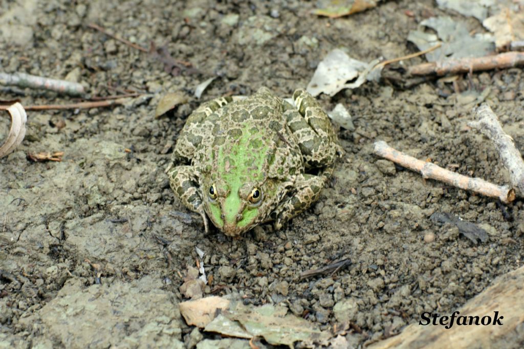 Id. Rana? Pelophylax sp. (Muggia, TS)